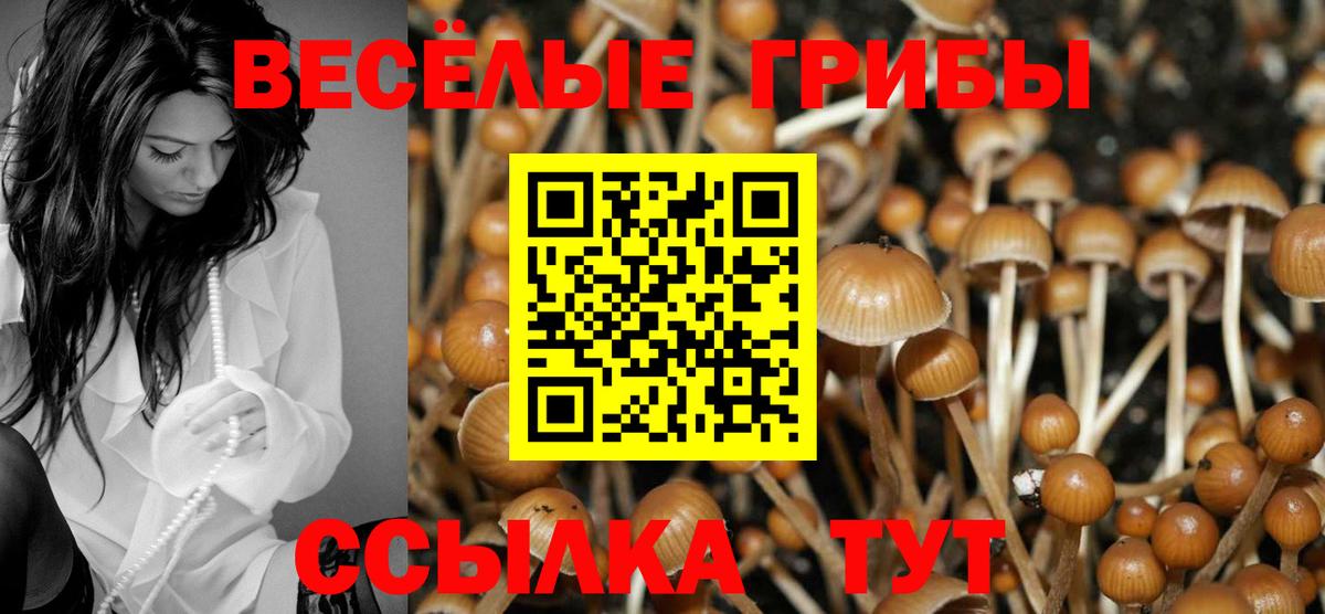 Самара  купить   Вход с VPN  Галлюциногенные грибы мицелий 